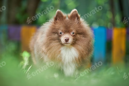 Preview: Pomeranian Spitz dog in garden