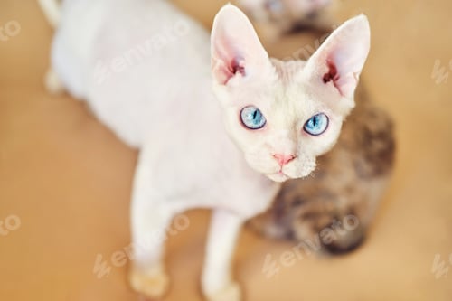 Preview: Portrait of a Sphynx Devon Rex cat with bare eyes. Close-up of a purebred domestic animal.