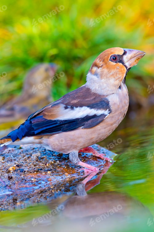 Preview: Hawfinch, Forest Pond, Mediterranean Forest, Spain