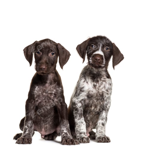 Preview: Two Mixed-breed dog sitting together, isolated on white