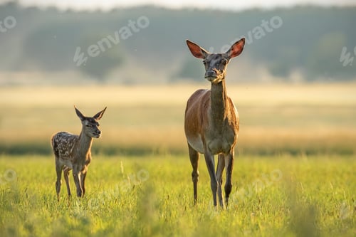 Preview: Red deer hind with calf walking at sunset