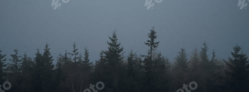 Preview: Pine tree forest silhouette with fog