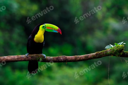 Preview: toucan, bird, colours, tropics