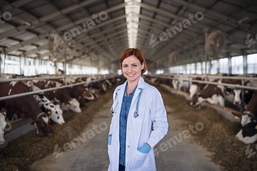 Preview: Woman veterinary doctor standing on diary farm, agriculture industry