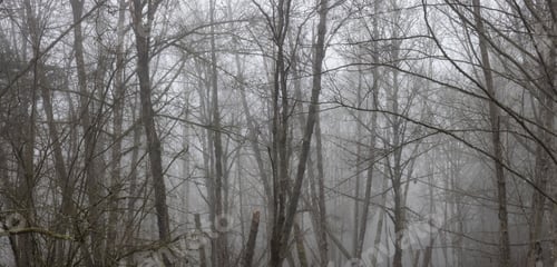 Preview: Canadian rain forest with green trees. Early morning fog in winter season