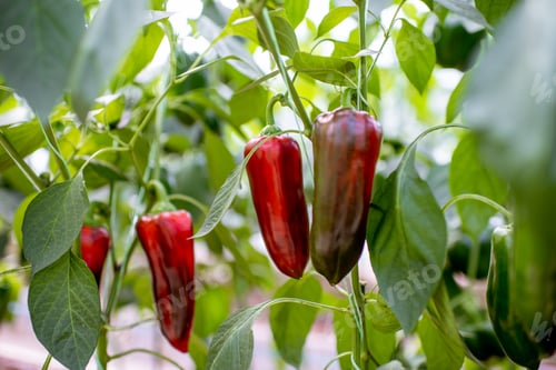 Preview: Plantation with sweet peppers