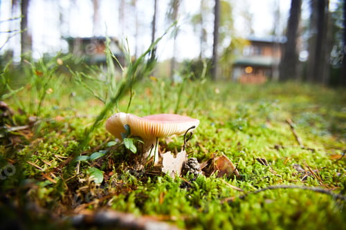 Preview: Forest mushroom