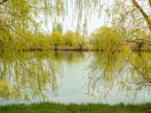 Preview: Spring landscape