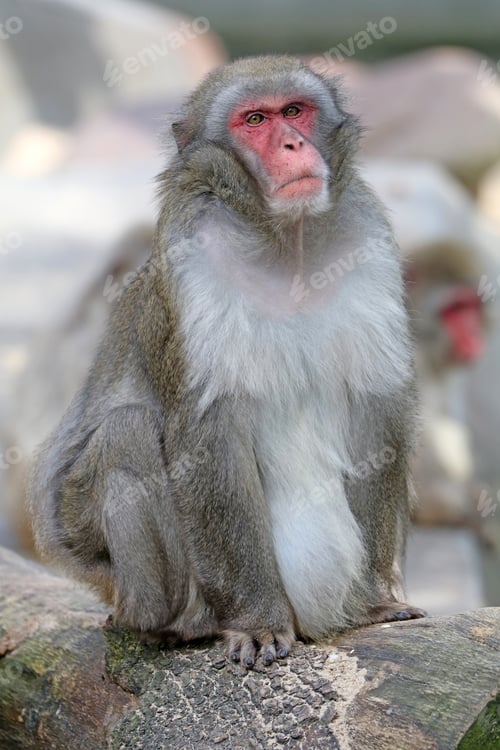 Preview: Cute Japanese monkey