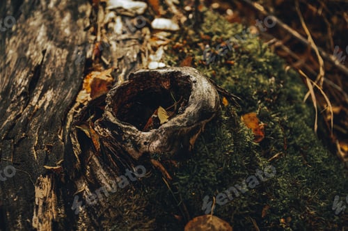 Preview: Old fallen tree. Log