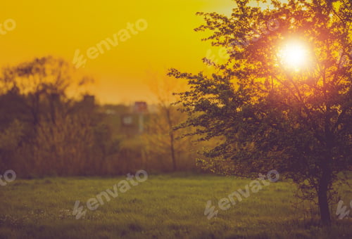Preview: Sunset and the Tree