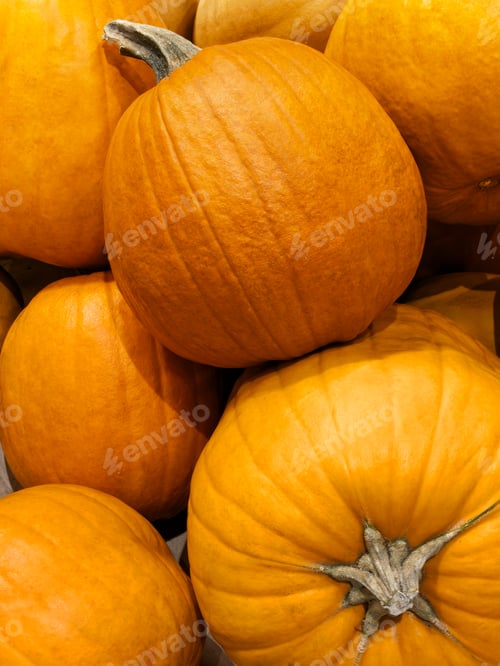 Preview: Group of yellow round pumpkins