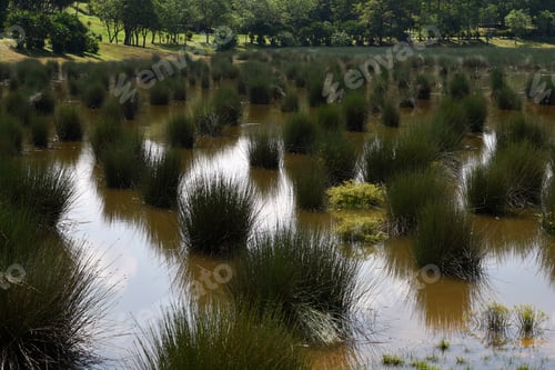 Preview: Swamp wetland lake located in putrajaya, Malaysia.