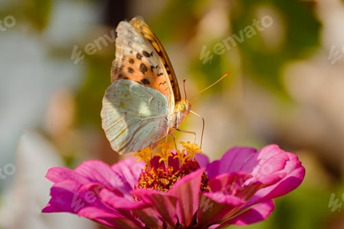 Preview: A butterfly painted a lady or painted a lady on a pink flower in the sunlight.