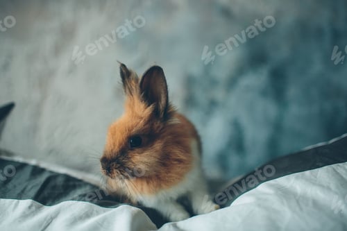 Preview: pets, bunny, scared, rabbit, hare