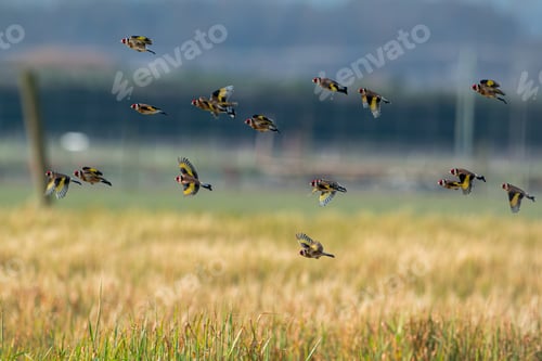 Preview: Of goldfinches flying near grass and old fence post