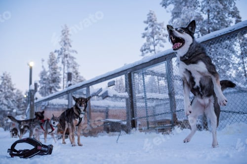 Preview: Huskies excited to be on a husky dog sledding adventure in the cold snow covered winter landscape, T