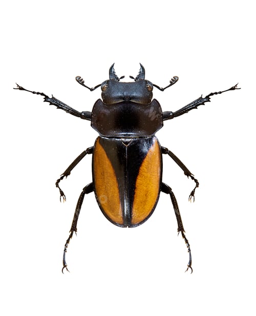 Preview: Insect