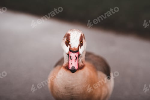 Preview: Duck on stone fence near water in city