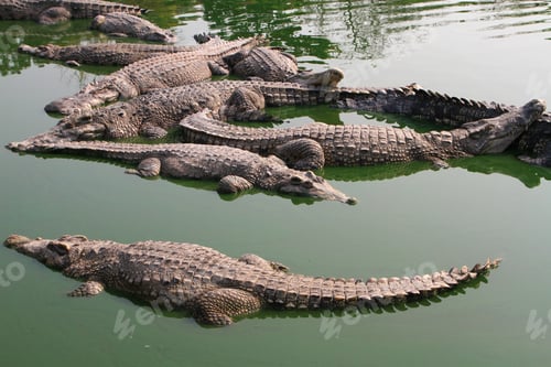 Preview: Crocodile swimming in lake.