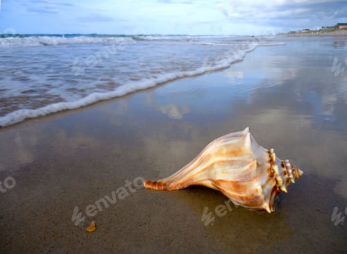 Preview: Conch shell laying on the beach just beyond the reach of the surf in the morning