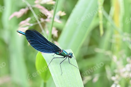 Preview: Closeup of a Beautiful demoiselle, Calopteryx virgo damselfly on a green leaf