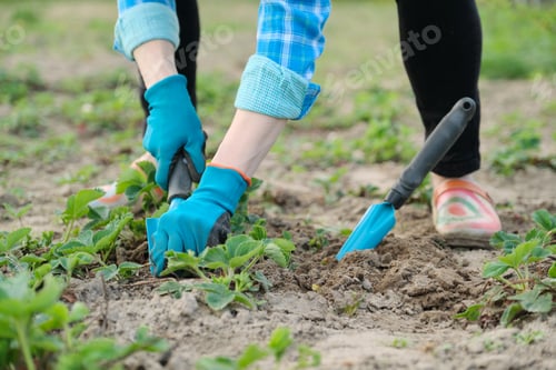Preview: Gardener cultivates soil with hand tools, spring gardening, strawberry cultivation.