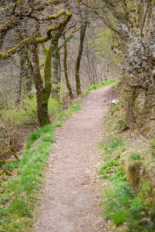 Preview: Footpath In Manderscheid, Germany