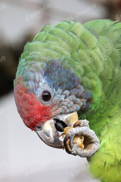 Preview: close up of a red-tailed amazon (Amazona brasiliensis)