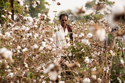 Preview: Happy Indian farmer in a cotton field.