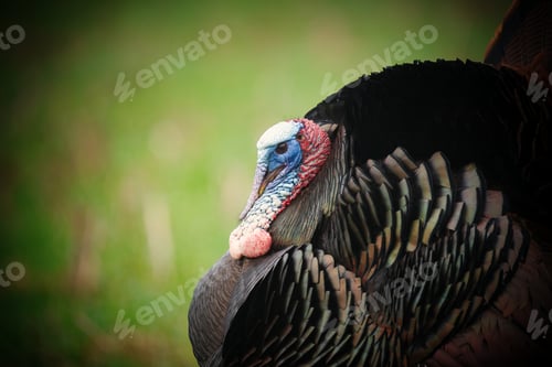 Preview: Closeup shot of a turkey on the blurry background