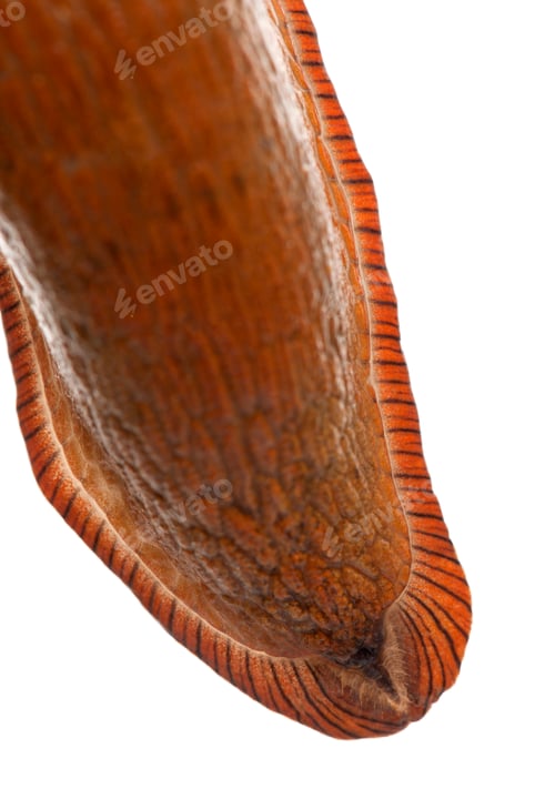 Preview: Close-up of Red slug skin, Arion rufus