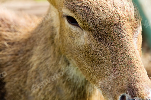 Preview: Close up of Axis Deer face
