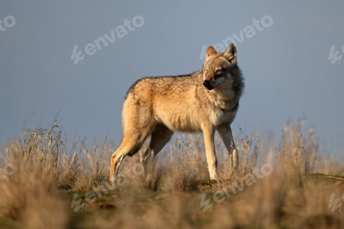 Preview: Eurasian wolf or Canis lupus lupus walks in steppe