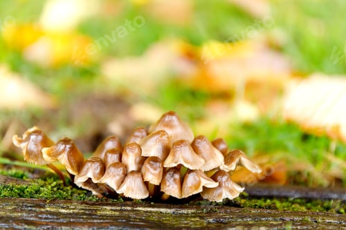 Preview: beautiful closeup of forest mushrooms in grass, autumn season.