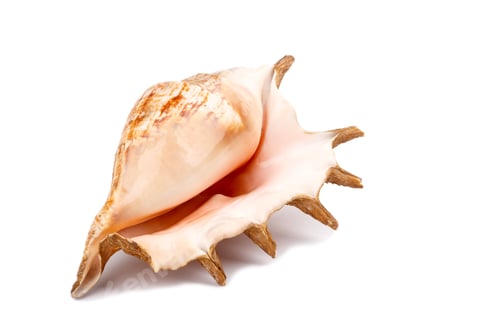 Preview: Big sea shell