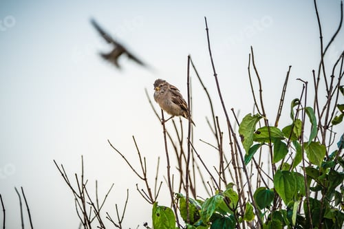 Vista previa: Gorriones, pájaros en la punta de un árbol al sol