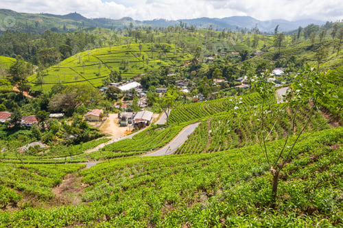 Preview: Tea plantation