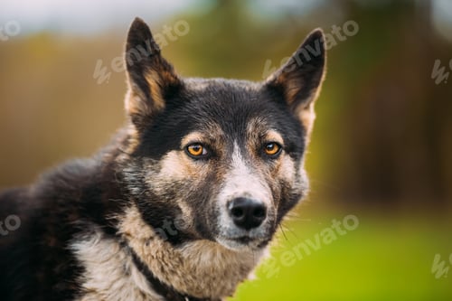 Preview: Portrait Of Medium Size Mixed Breed Dog