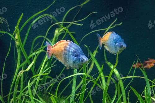 Preview: Boeseman's Rainbowfish (Melanotaenia boesemani) - Freshwater fish