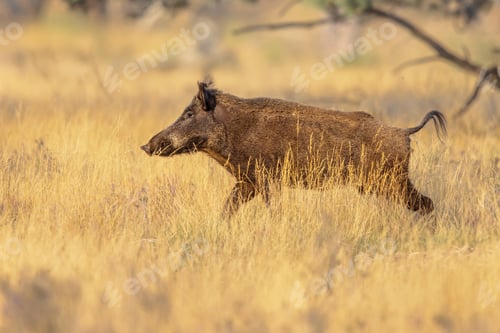 Preview: Wild boar in natural habitat on Veluwe