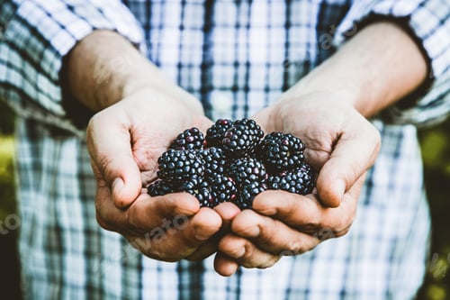 Preview: Blackberries
