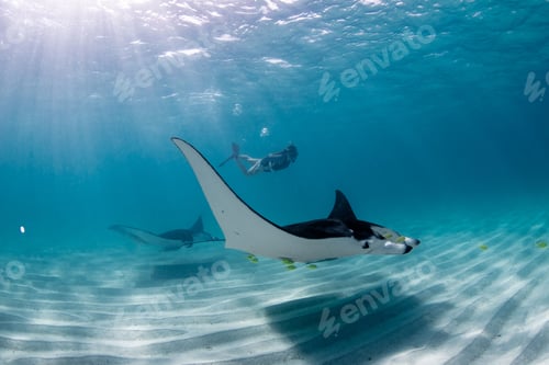 Preview: Underwater view of diver swimming with manta rays in clear waters with sunrays lighting the water