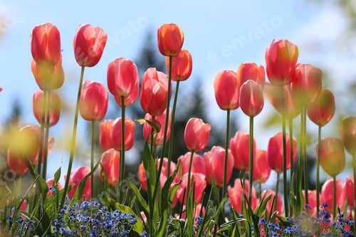 Preview: Tulips blooming in early spring