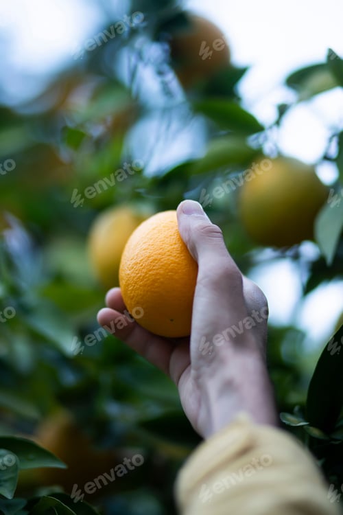 Preview: Man reaching up to pluck a ripe orange from a lush, leafy citrus tree