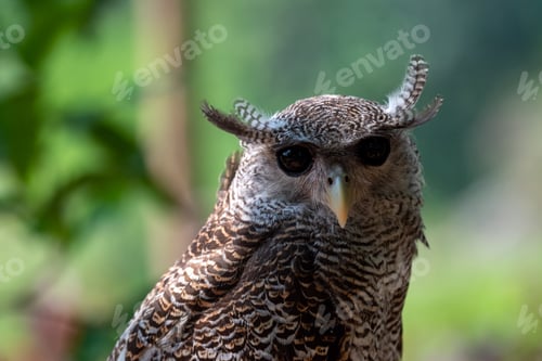Preview: The buffy fish owl, Ketupa ketupu, also known as the Malay fish owl