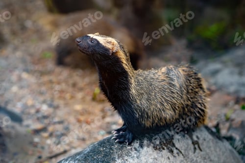 Preview: Lesser Grison (Galictis cuja) - South American