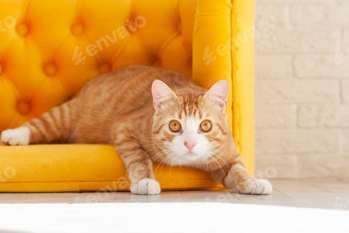 Preview: Relaxed Orange Tabby Cat Lounging on Yellow Sofa