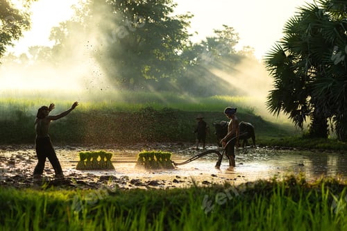 Preview: Farmers and their lifestyle of rice farming based on the seasons