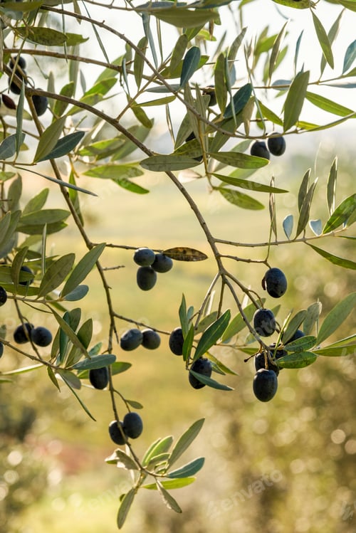 Preview: Italy, Tuscany, ripe olives on tree